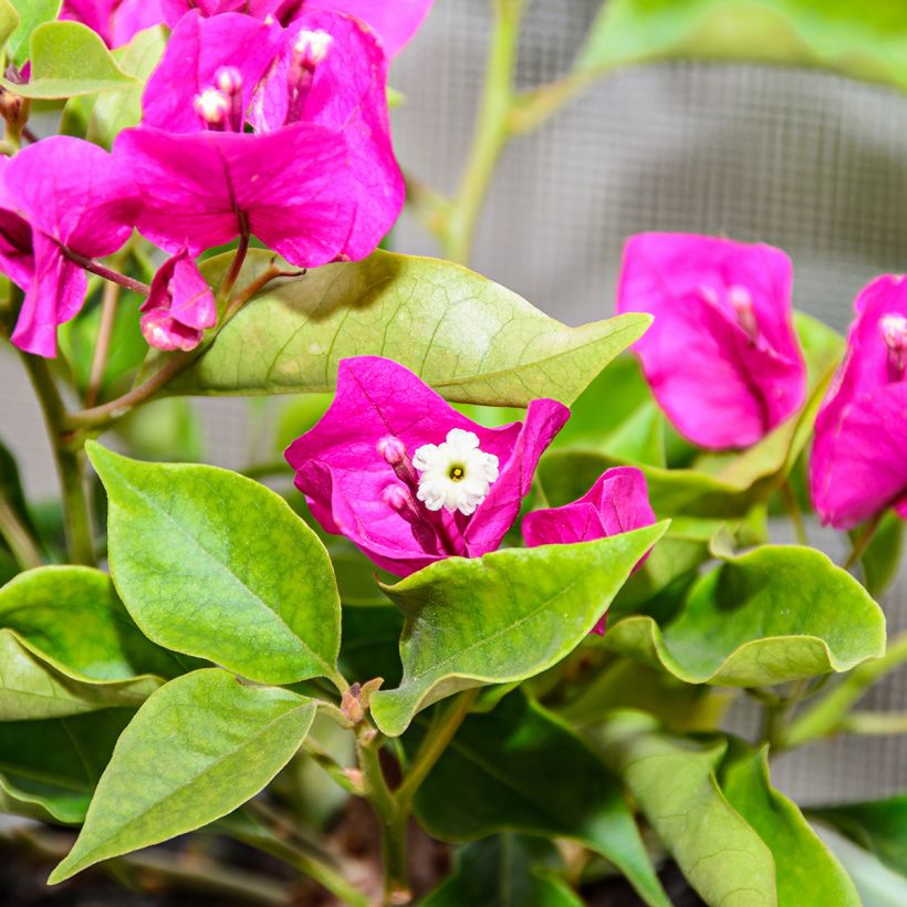 Bougainvillea x hybrida Mini Thaï (Flowering)