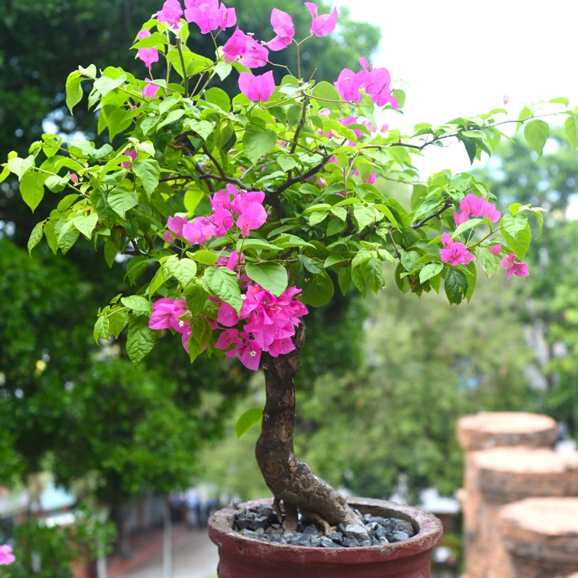 Bougainvillea x hybrida Mini Thaï (Plant habit)