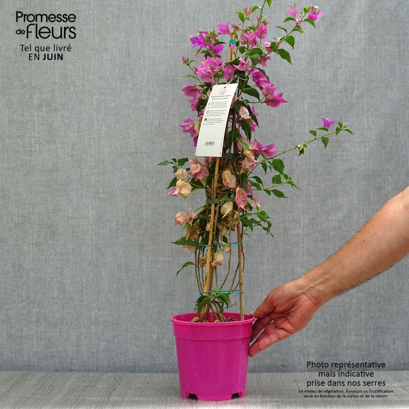 Bougainvillea glabra Sanderiana 'Alexandra' 2L/3L pot sample as delivered in summer