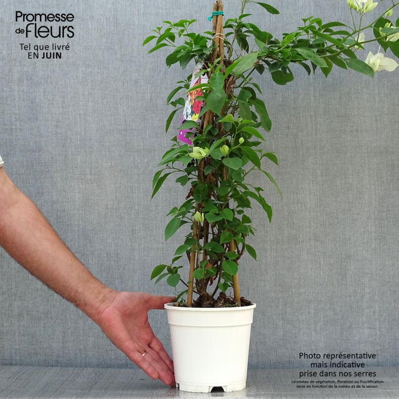 Bougainvillea spectabilis White Pink 2L/3L pot sample as delivered in summer