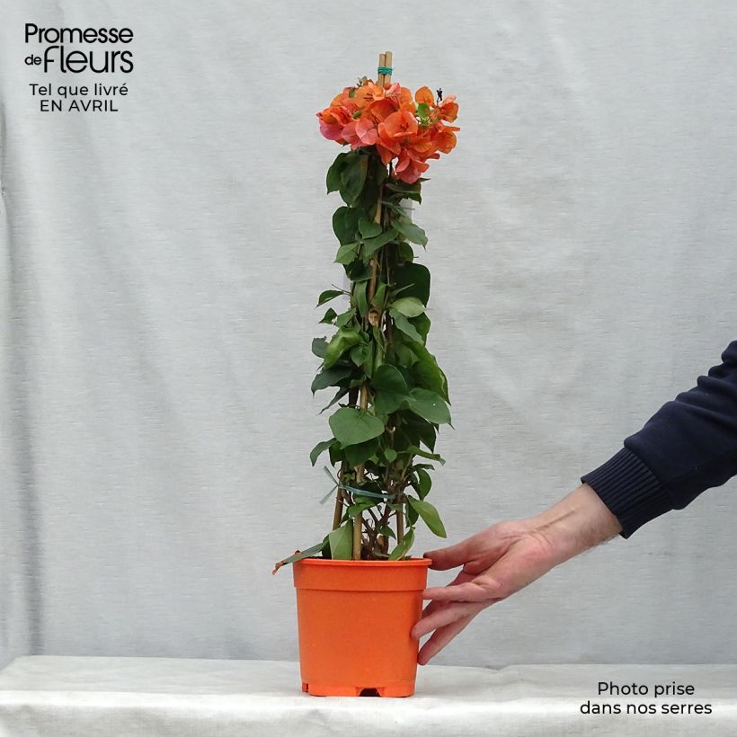 Bougainvillea spectabilis  2L/3L pot sample as delivered in spring