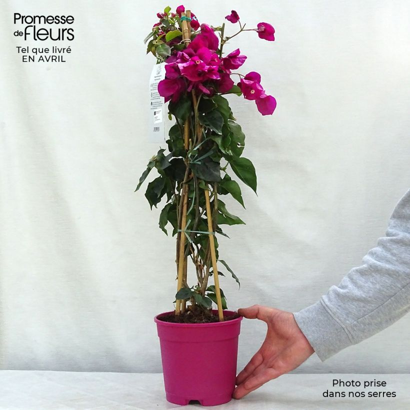 Bougainvillea spectabilis Purple Violet sample as delivered in spring