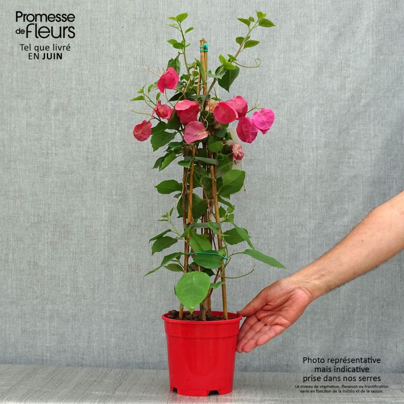 Bougainvillea spectabilis Deep Red 2L/3L pot sample as delivered in summer