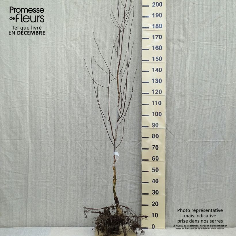 Betula utilis var. jacquemontii Doorenbos - Himalayan Birch sample as delivered in winter