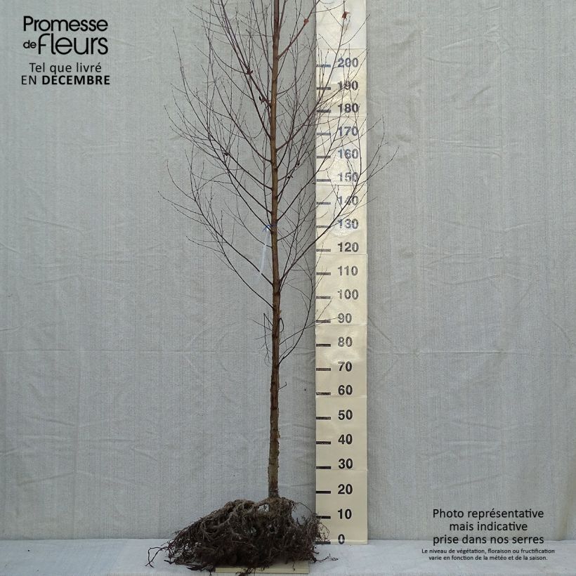 Betula utilis var. jacquemontii Doorenbos - Himalayan Birch Bare root sample as delivered in winter