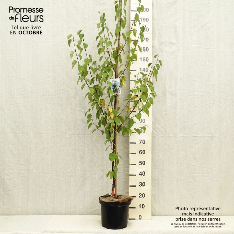 Betula albosinensis Fascination - Birch 7.5L/10L pot sample as delivered in autumn