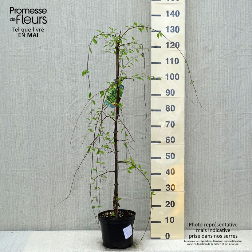 Betula nigra Summer Cascade - Birch 4L/5L pot sample as delivered in spring