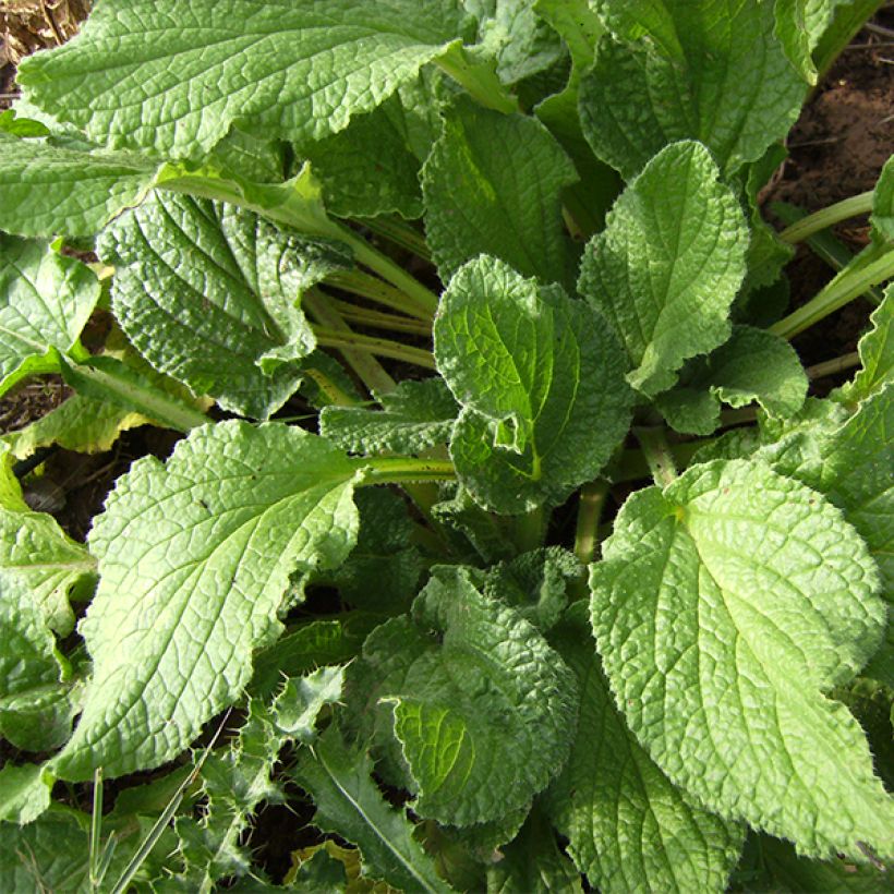 Borago officinalis (Foliage)