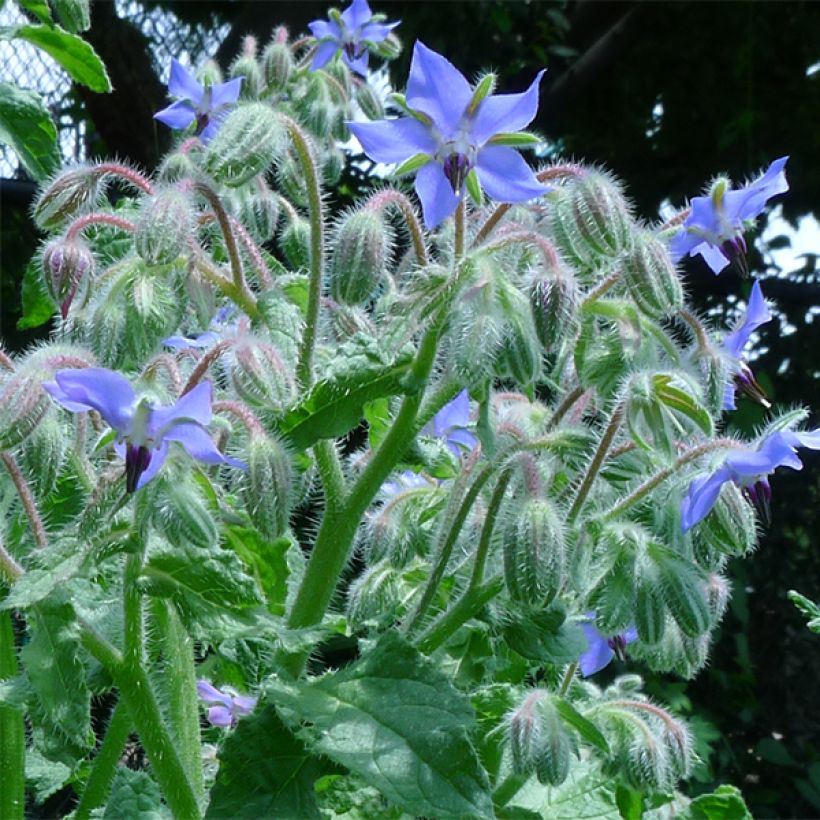 Borago officinalis (Flowering)