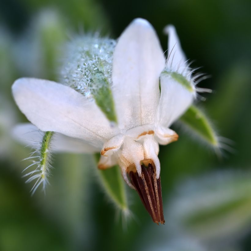 Borago officinalis Alba (Flowering)