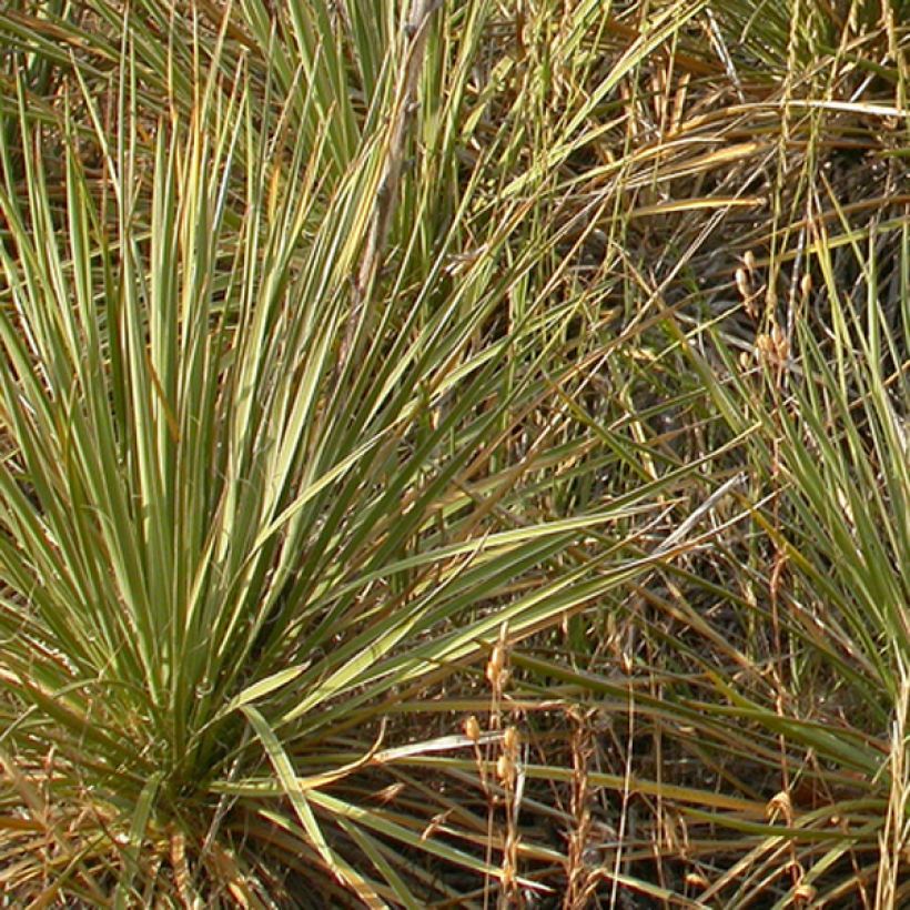 Bouteloua curtipendula (Foliage)