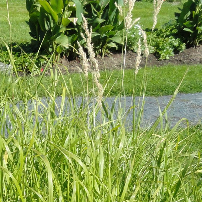 Bouteloua curtipendula (Flowering)