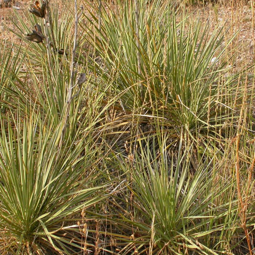 Bouteloua curtipendula (Plant habit)