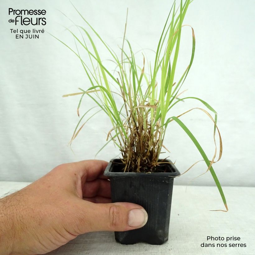 Bouteloua curtipendula 8/9 cm pot sample as delivered in summer