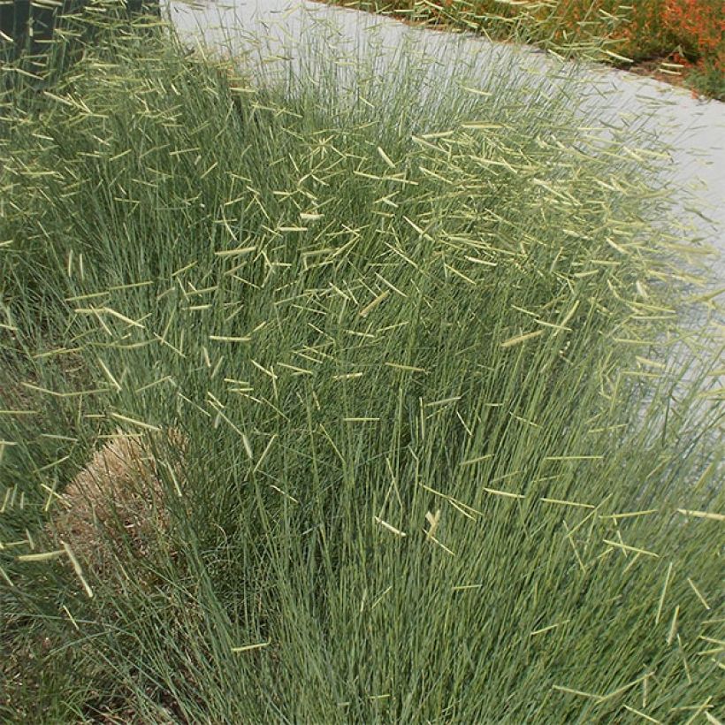 Bouteloua gracilis (Plant habit)