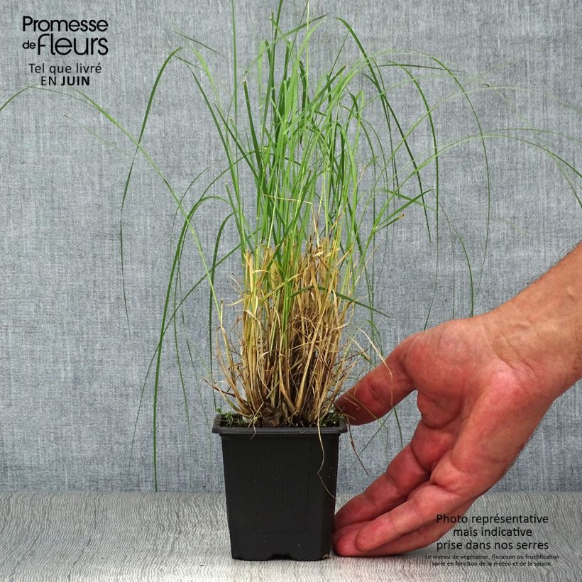 Bouteloua gracilis 8/9 cm pot sample as delivered in summer