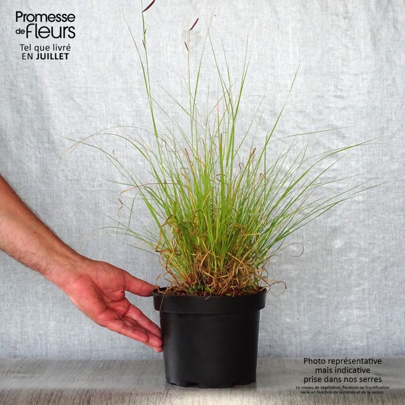 Bouteloua gracilis 1.5L/2L pot sample as delivered in summer
