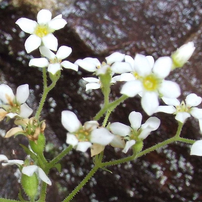 Boykinia aconitifolia (Flowering)