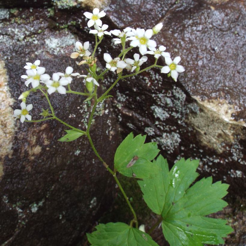 Boykinia aconitifolia (Plant habit)