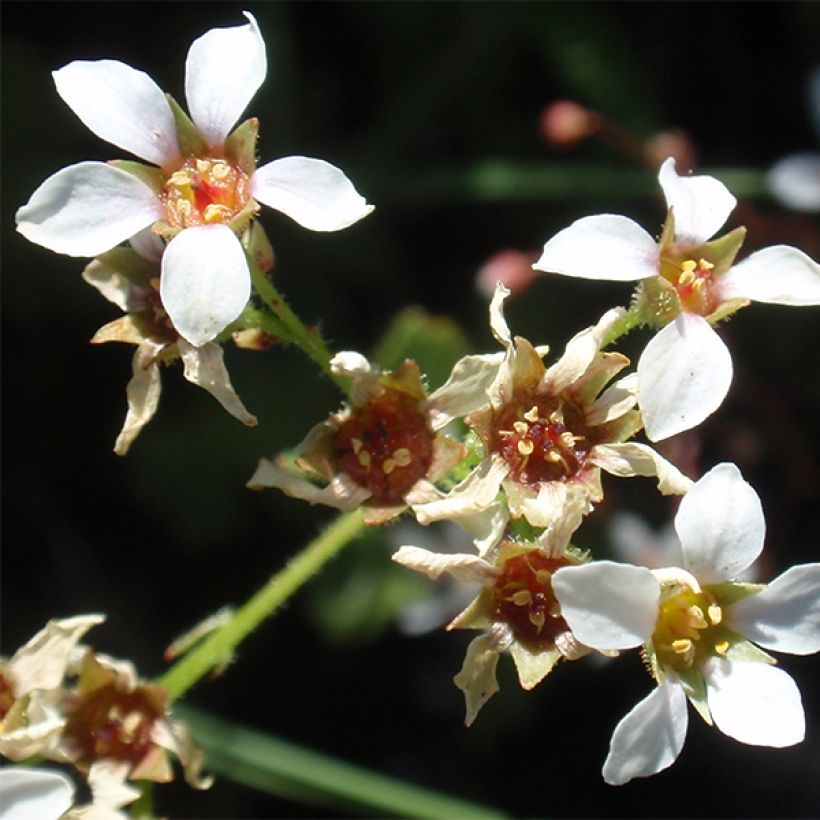 Boykinia major (Flowering)