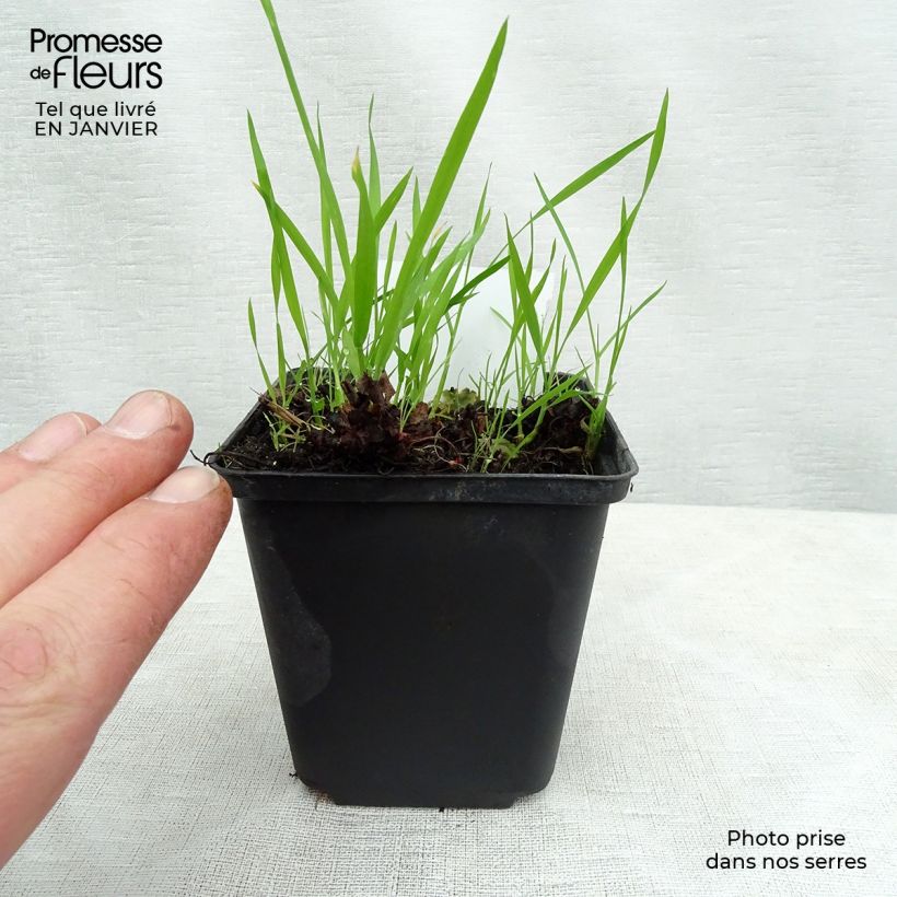 Boykinia major 8/9 cm pot sample as delivered in winter