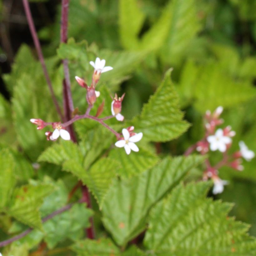 Boykinia occidentalis (Foliage)