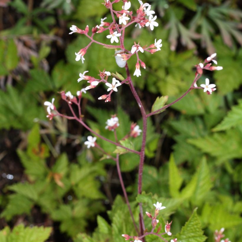 Boykinia occidentalis (Plant habit)