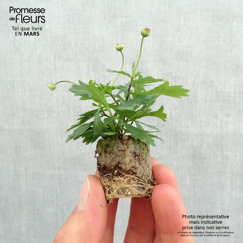 Brachycome Brasco Violet Plug plant 3/4cm sample as delivered in spring