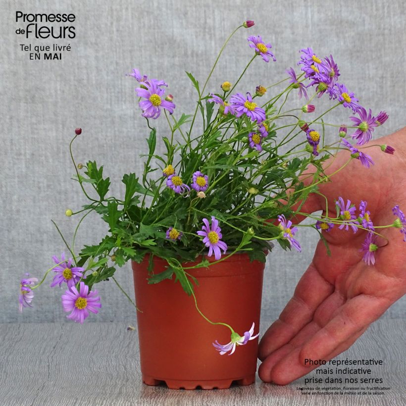 Brachycome Brasco Violet 8/9 cm pot sample as delivered in spring