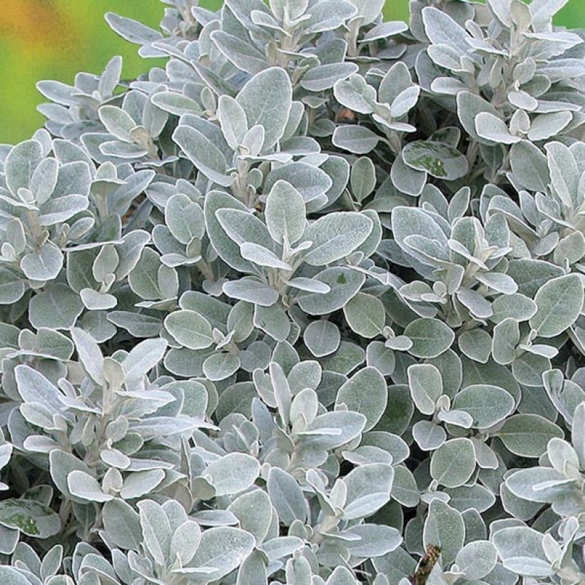 Brachyglottis Walbertons Silver Dormouse (Foliage)