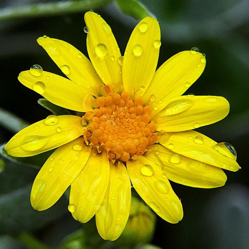 Brachyglottis Walbertons Silver Dormouse (Flowering)