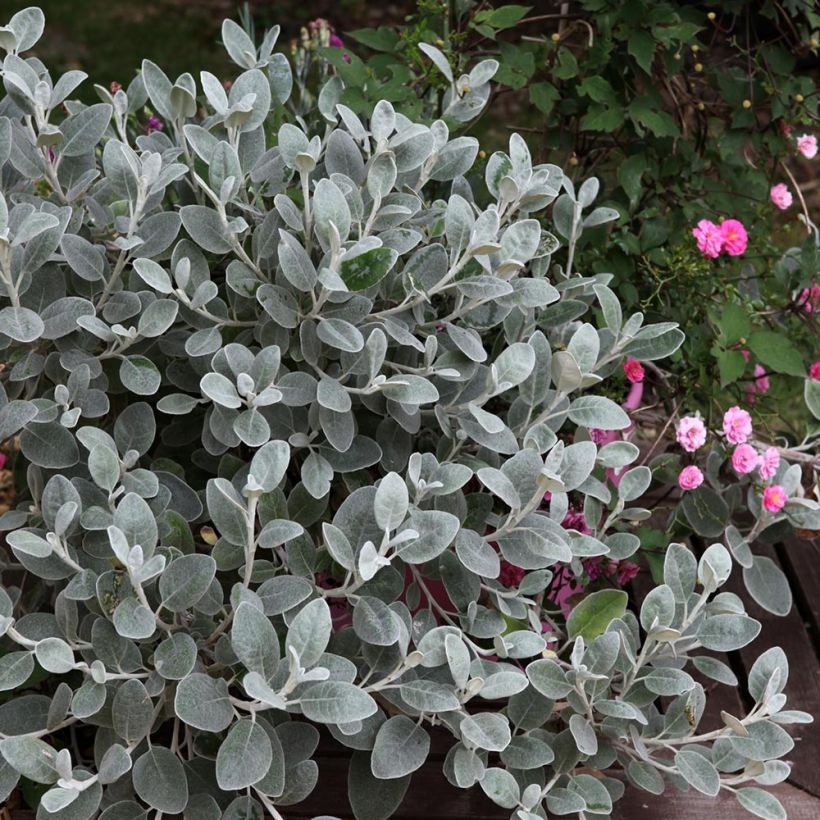 Brachyglottis Walbertons Silver Dormouse (Plant habit)