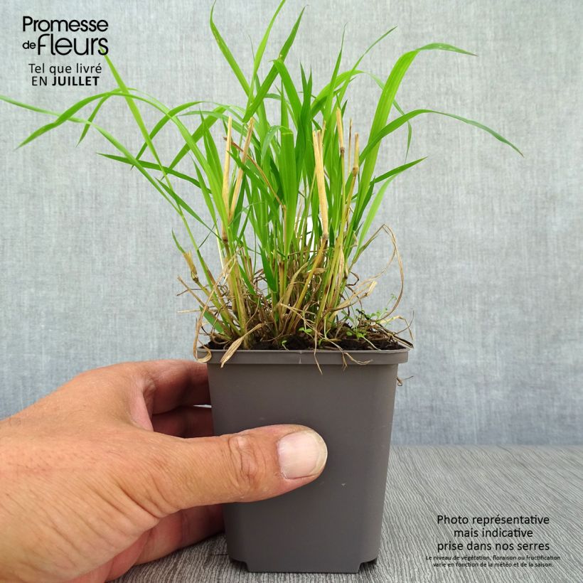 Brachypodium sylvaticum 8/9 cm pot sample as delivered in summer