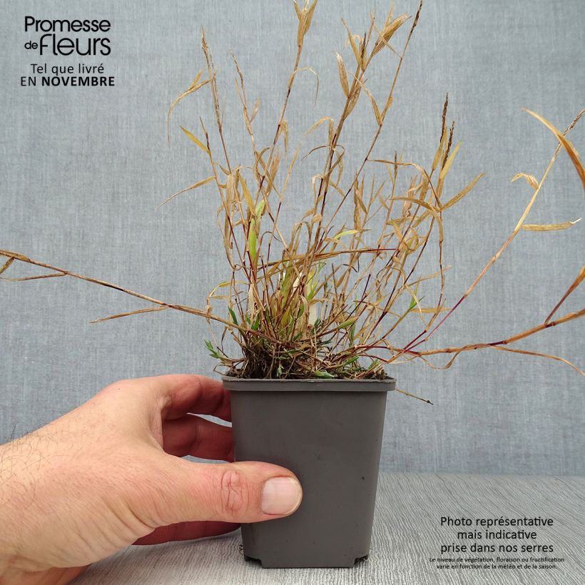 Brachypodium sylvaticum 8/9 cm pot sample as delivered in autumn