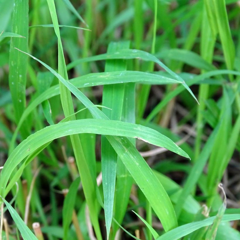 Brachypodium sylvaticum (Foliage)