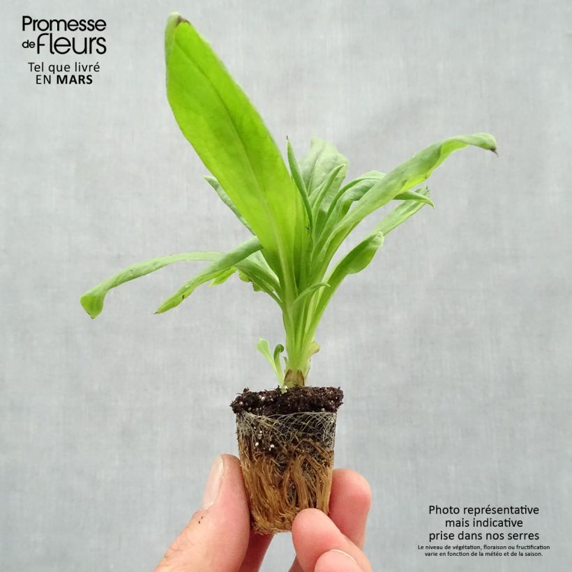 Bracteantha bracteata Granvia Gold - Strawflower Plug plant 3/4cm sample as delivered in spring