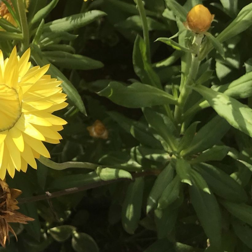 Bracteantha bracteata Granvia Gold - Strawflower (Foliage)