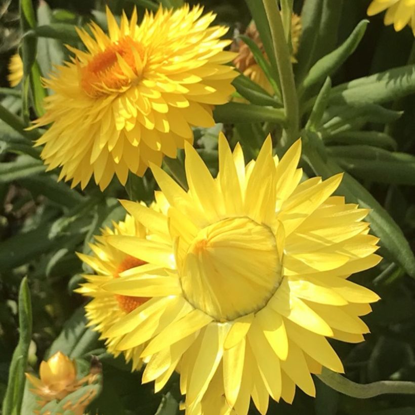 Bracteantha bracteata Granvia Gold - Strawflower (Flowering)