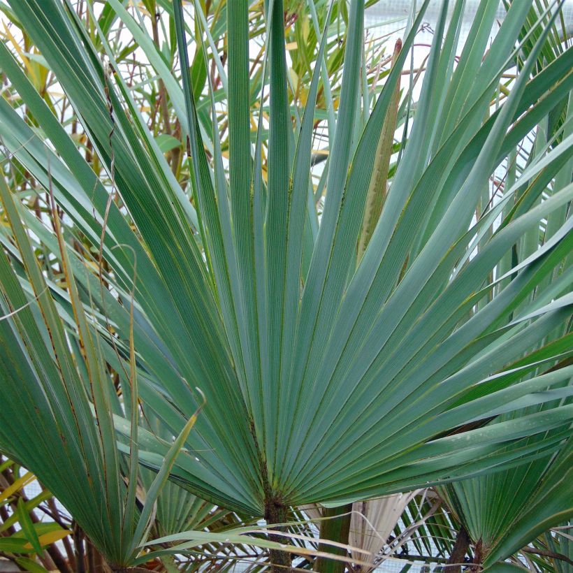 Brahea armata - Mexican blue palm (Foliage)