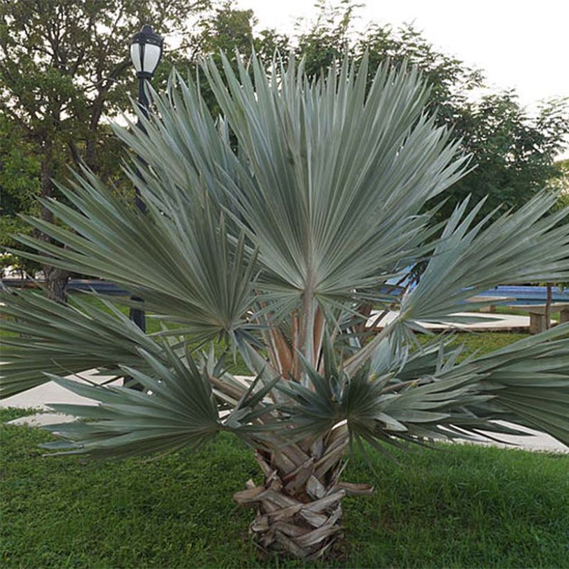 Brahea armata - Mexican blue palm (Plant habit)