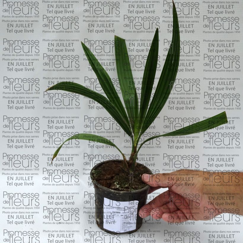 Brahea calcarea - Palm 12cm pot sample as delivered in summer