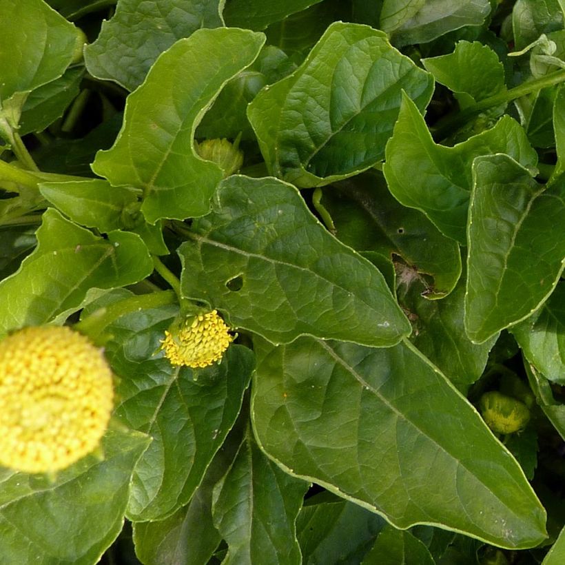 Brède Mafane - Para Cress (Foliage)