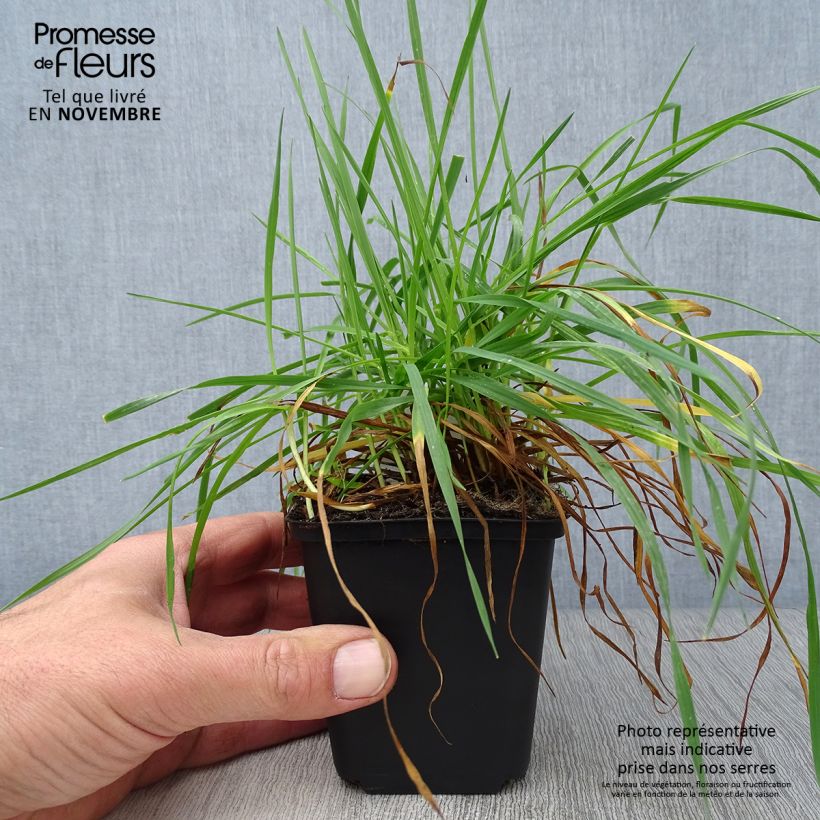 Briza media 7/8 cm pot sample as delivered in autumn