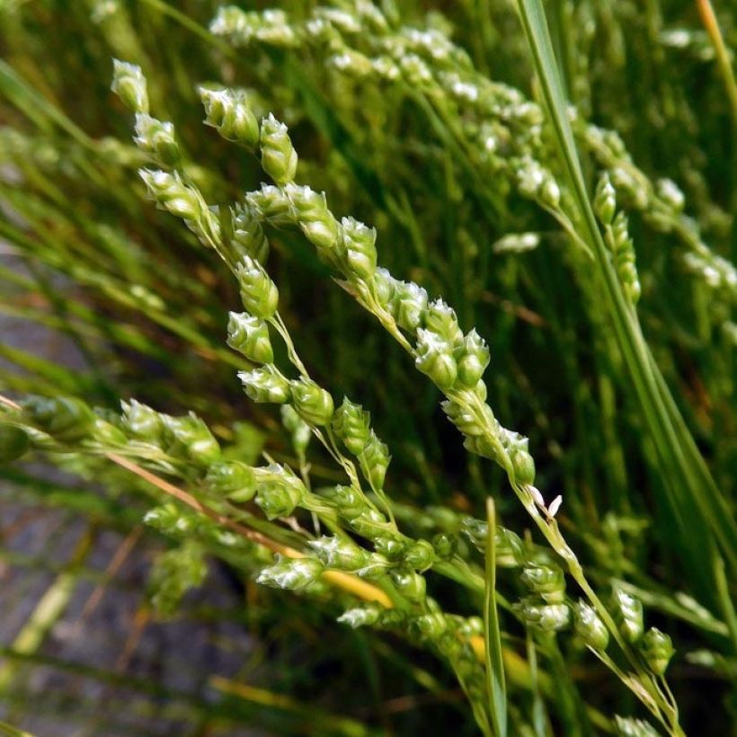 Briza triloba - Quake grass (Flowering)