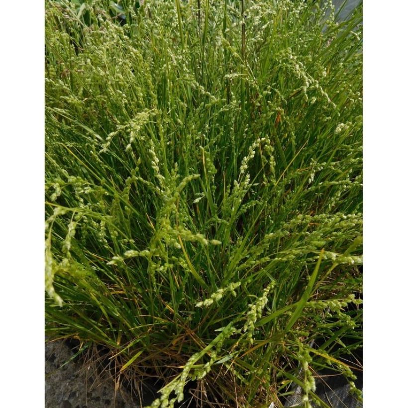 Briza triloba - Quake grass (Plant habit)