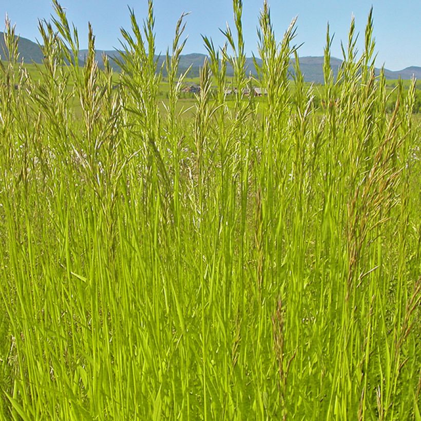 Bromus inermis Skinners Gold (Foliage)