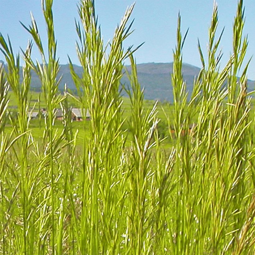 Bromus inermis Skinners Gold (Flowering)