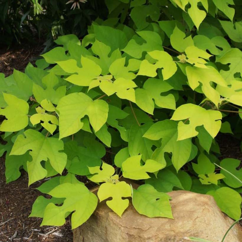 Broussonetia papyrifera Golden Shadow (Foliage)