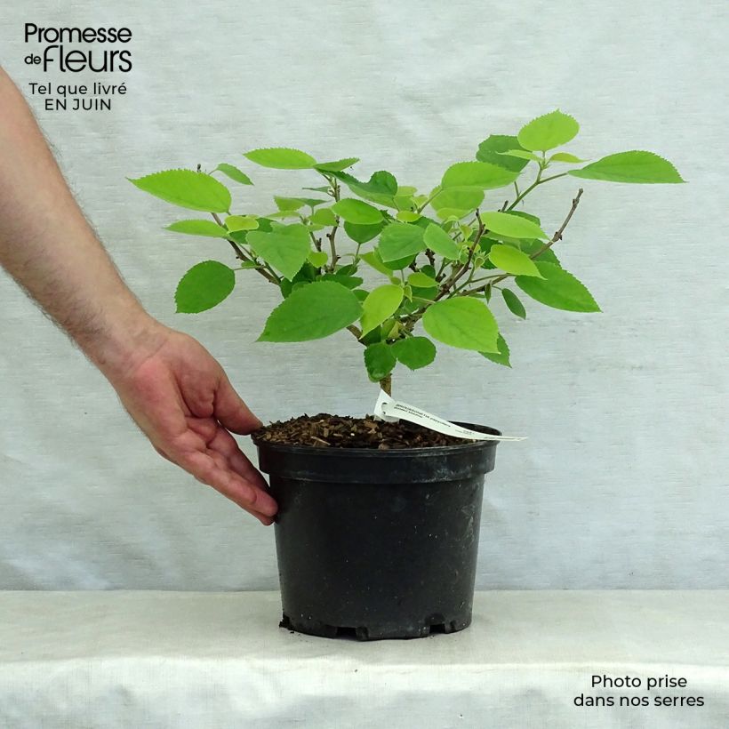 Broussonetia papyrifera Golden Shadow 4L/5L pot sample as delivered in summer