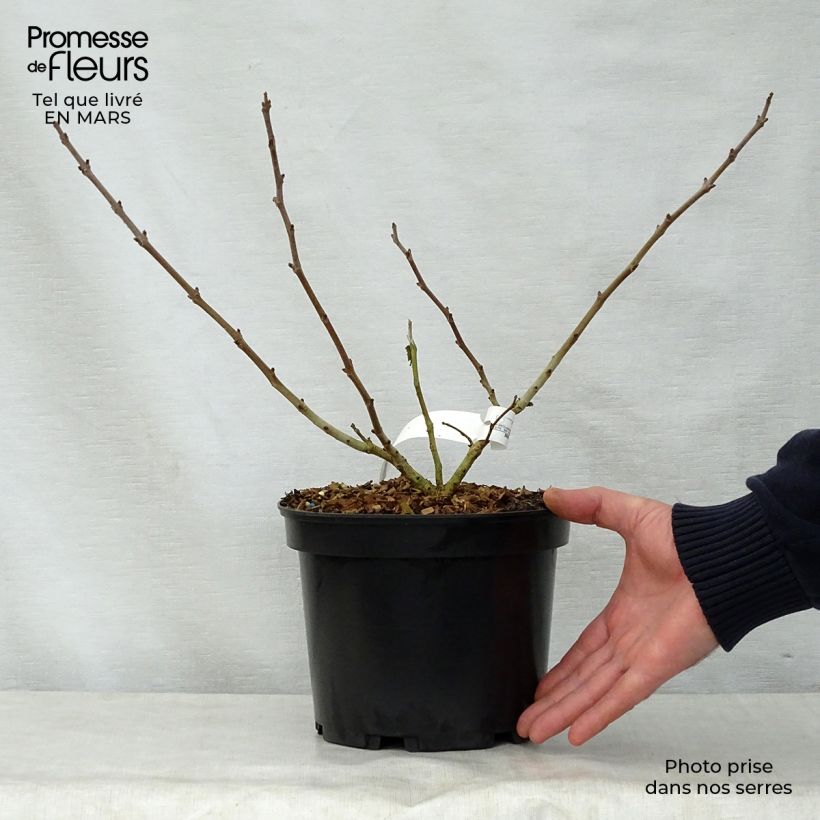 Broussonetia papyrifera Golden Shadow sample as delivered in spring